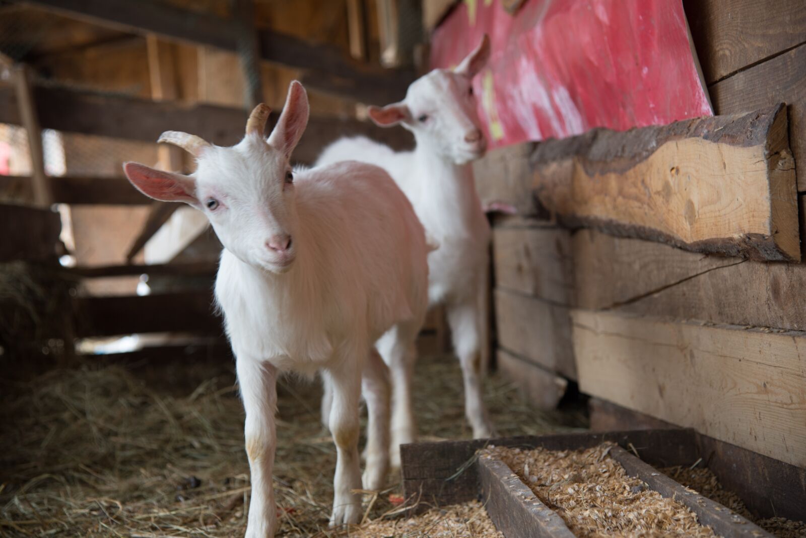 Nikon D750 sample photo. Goats, curious, couple photography