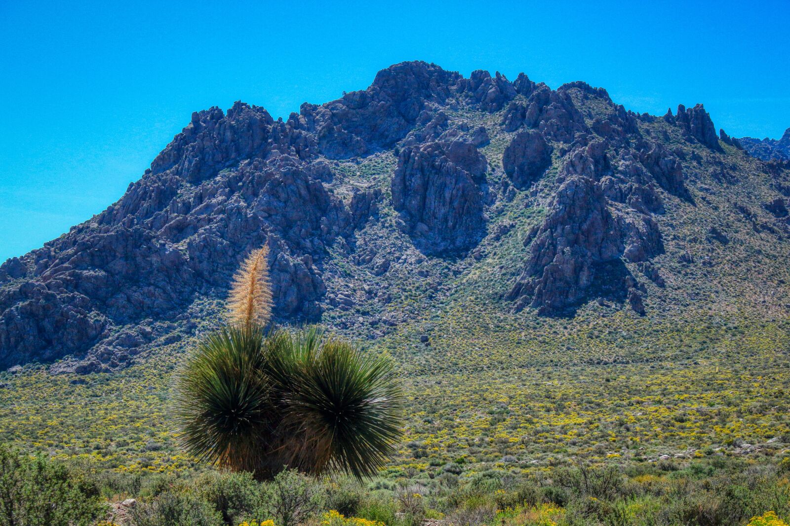 Canon EOS 700D (EOS Rebel T5i / EOS Kiss X7i) sample photo. Nolina, tree, desert photography