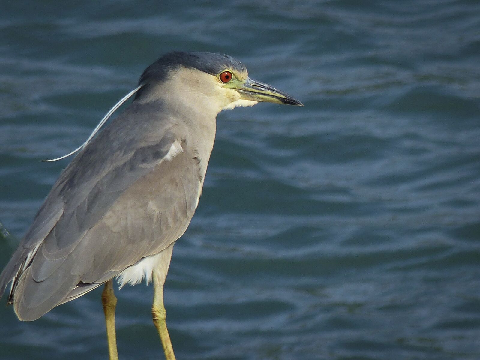 Panasonic Lumix DMC-FZ200 sample photo. Heron, animals, nature photography