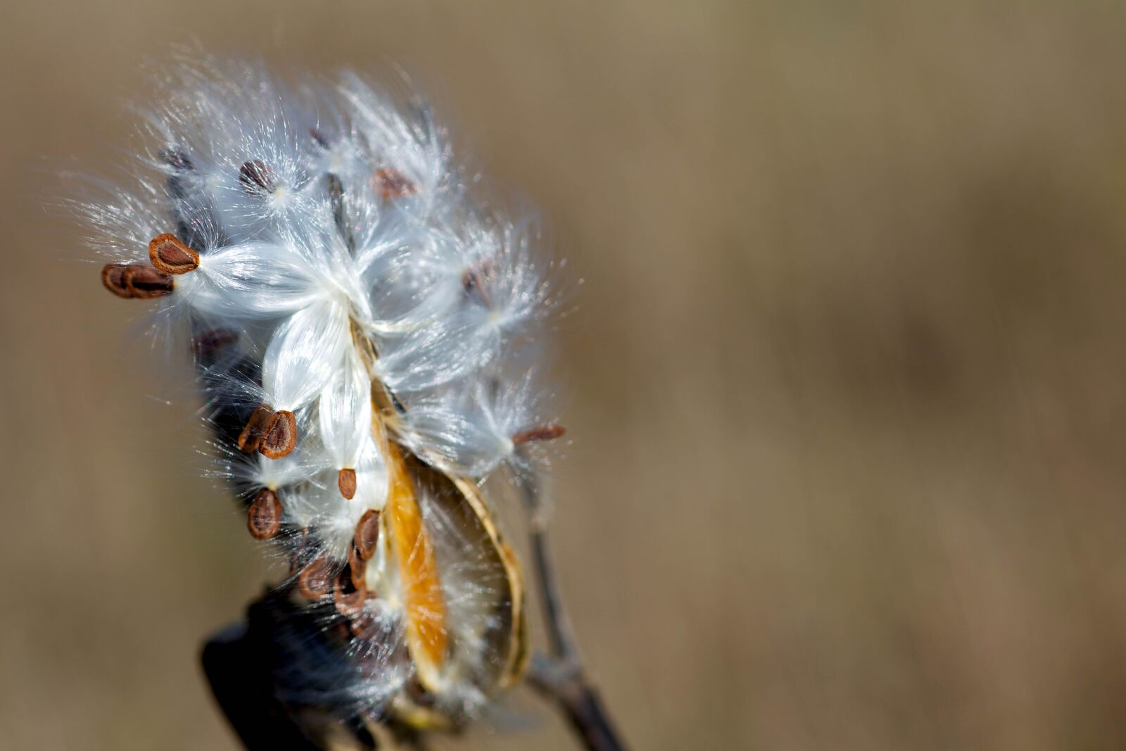 Canon EOS 5D Mark III sample photo. Grass, up-close, milkweed, plant photography
