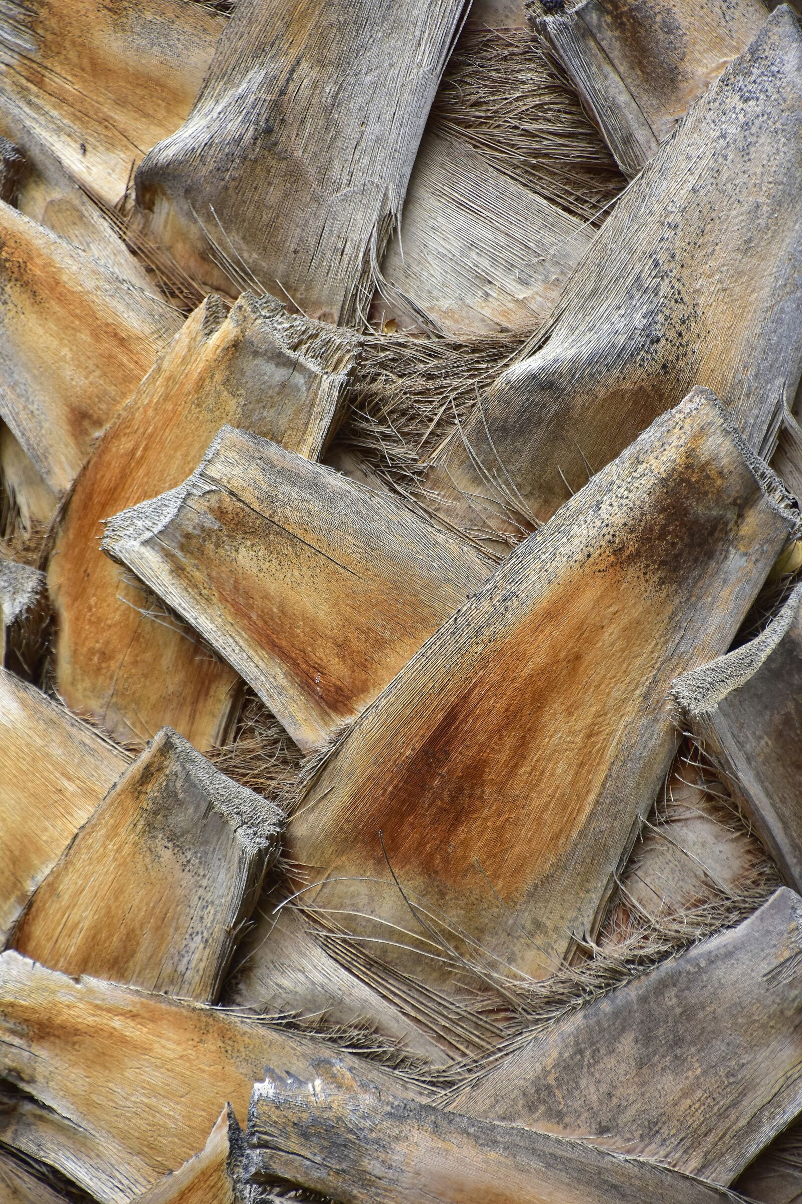 Nikon D7200 sample photo. Bark, plants, palm tree photography