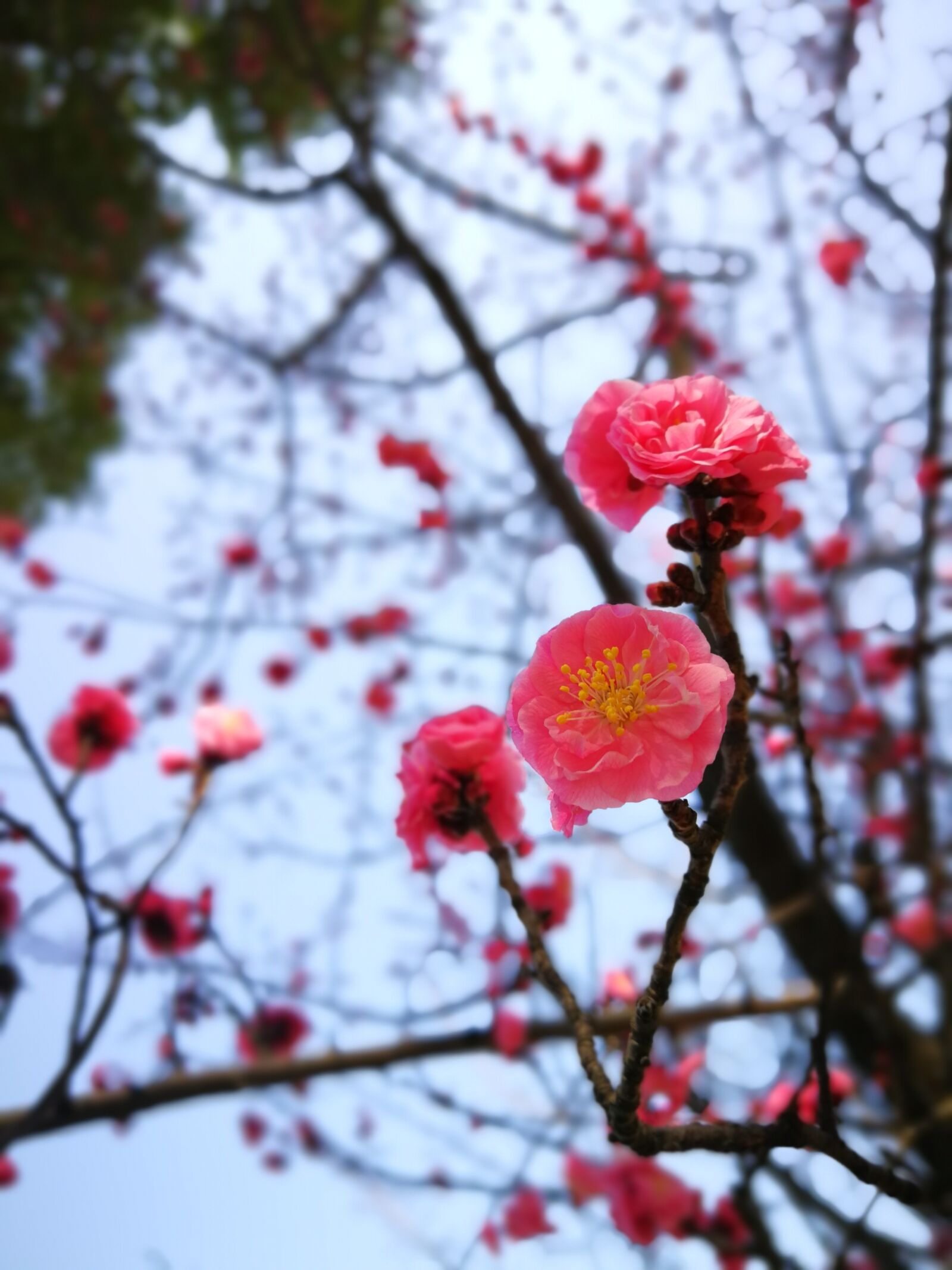 HUAWEI P10 Plus sample photo. Branch, tree, nature photography
