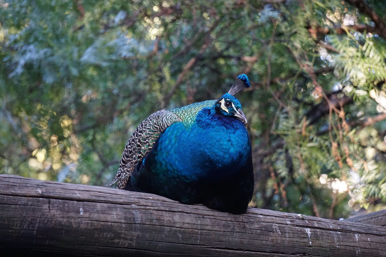 Sony E 55-210mm F4.5-6.3 OSS sample photo. Ave, peacock, trunk photography