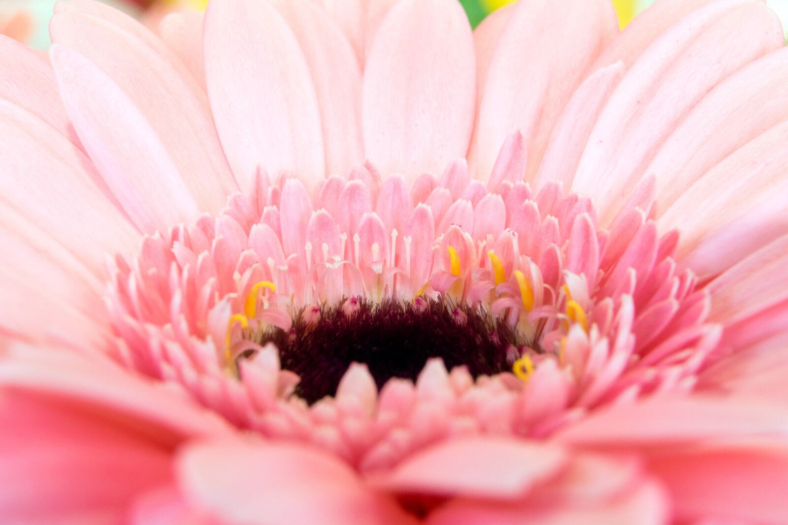 Nikon D5300 sample photo. Gerbera, germini, florist photography