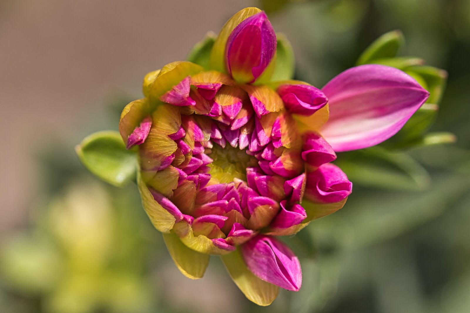 Canon EOS 200D (EOS Rebel SL2 / EOS Kiss X9) sample photo. Dahlia, bud, flower photography