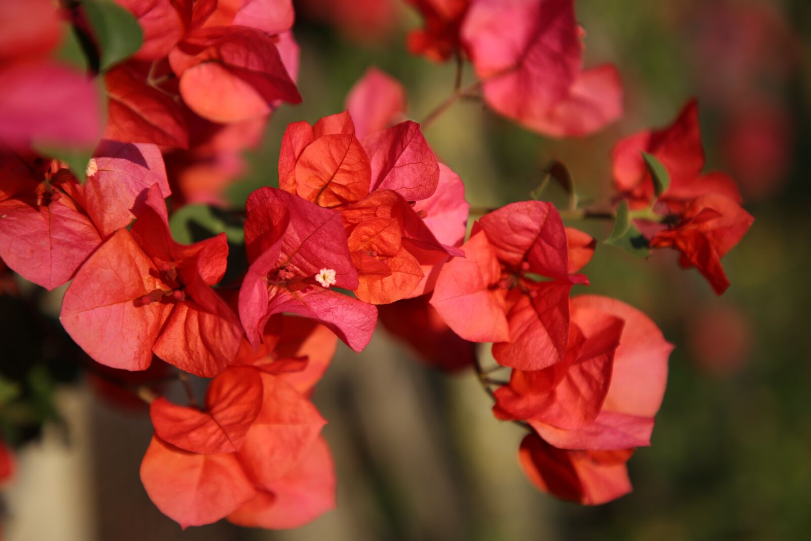 Canon EF 24-105mm F4L IS II USM sample photo. Red, flower, tree photography