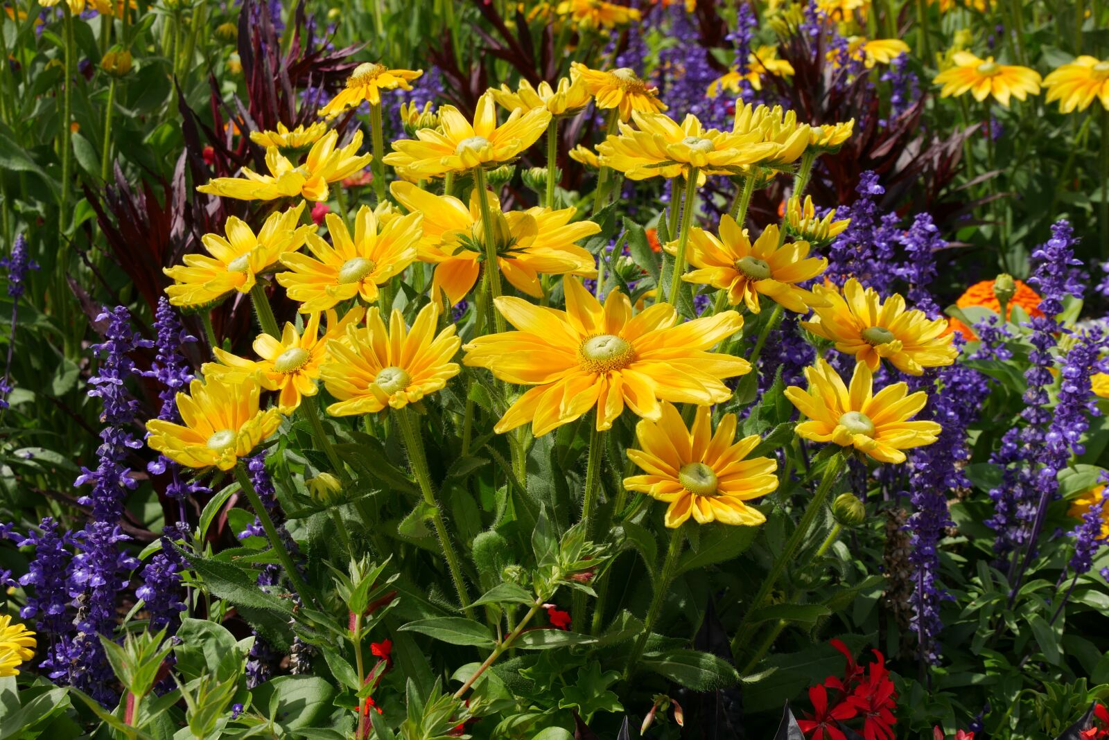Panasonic DMC-G70 sample photo. Nature, flowers, plant photography
