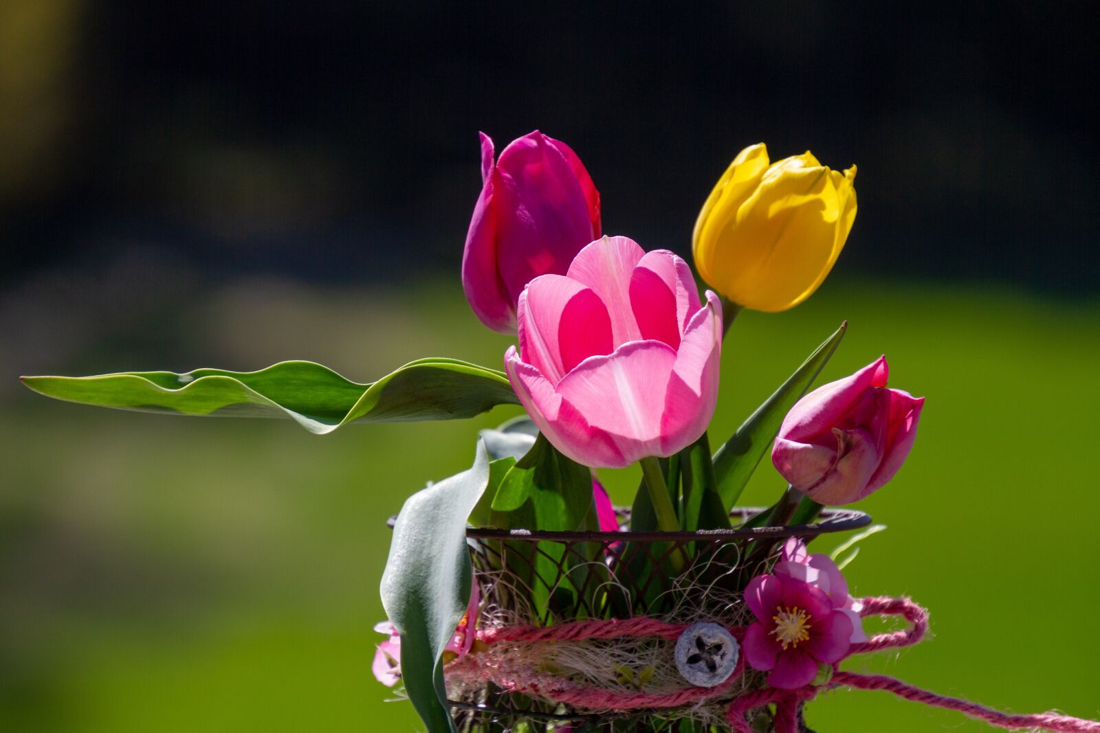Canon EOS 7D sample photo. Tulips, pink, blossom photography