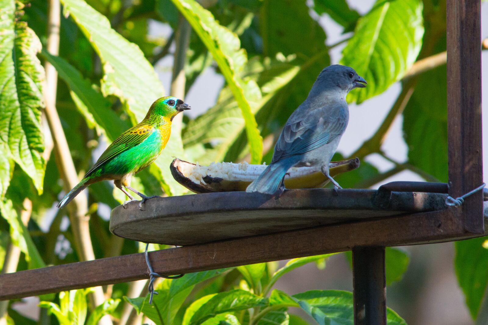 Nikon D7100 sample photo. Birds, nature, sanhaçu-gray photography