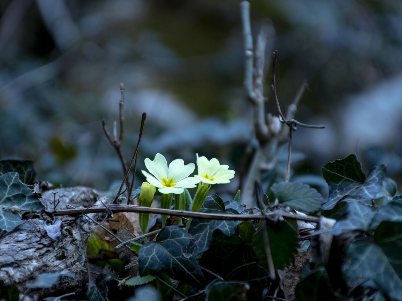 Nikon D7500 sample photo. Spring, trumpet, woods photography