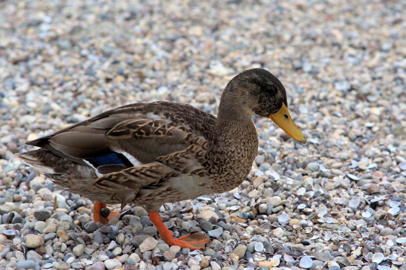 Sony a7 II + Sony FE 85mm F1.8 sample photo. Duck, water bird, bill photography