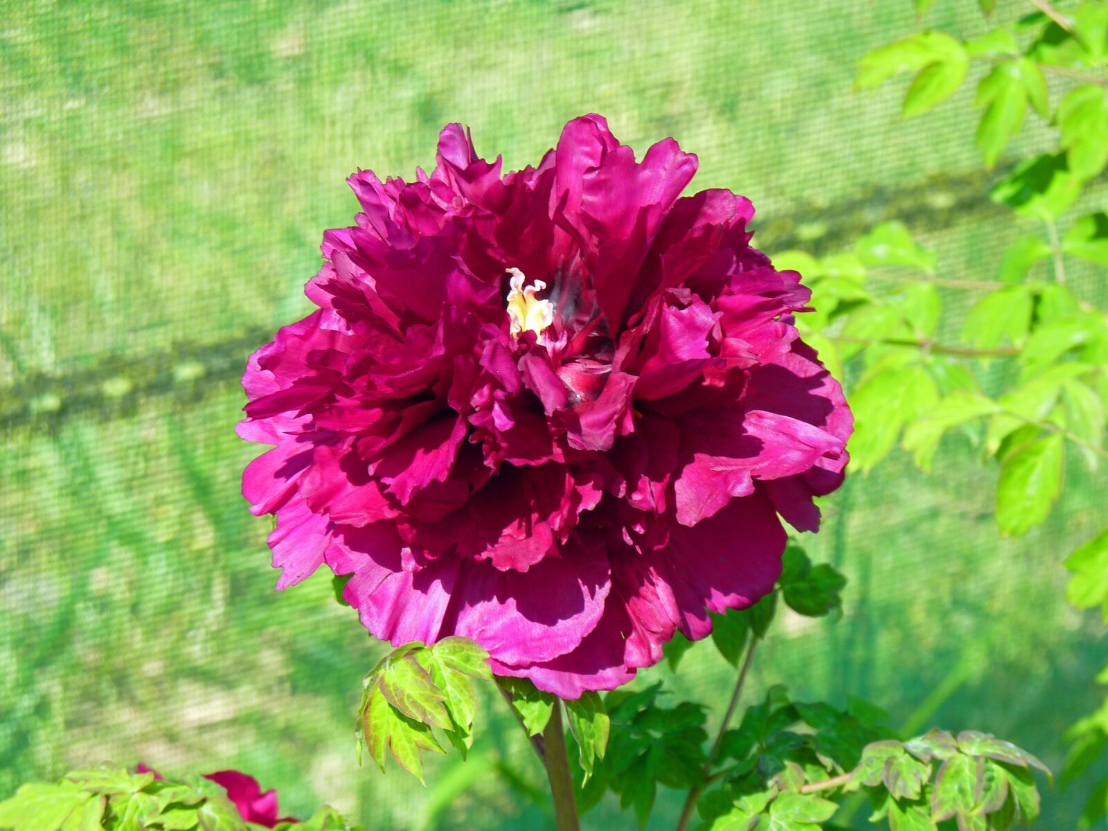 Panasonic Lumix DMC-FZ35 (Lumix DMC-FZ38) sample photo. Flower, peony, flowering photography