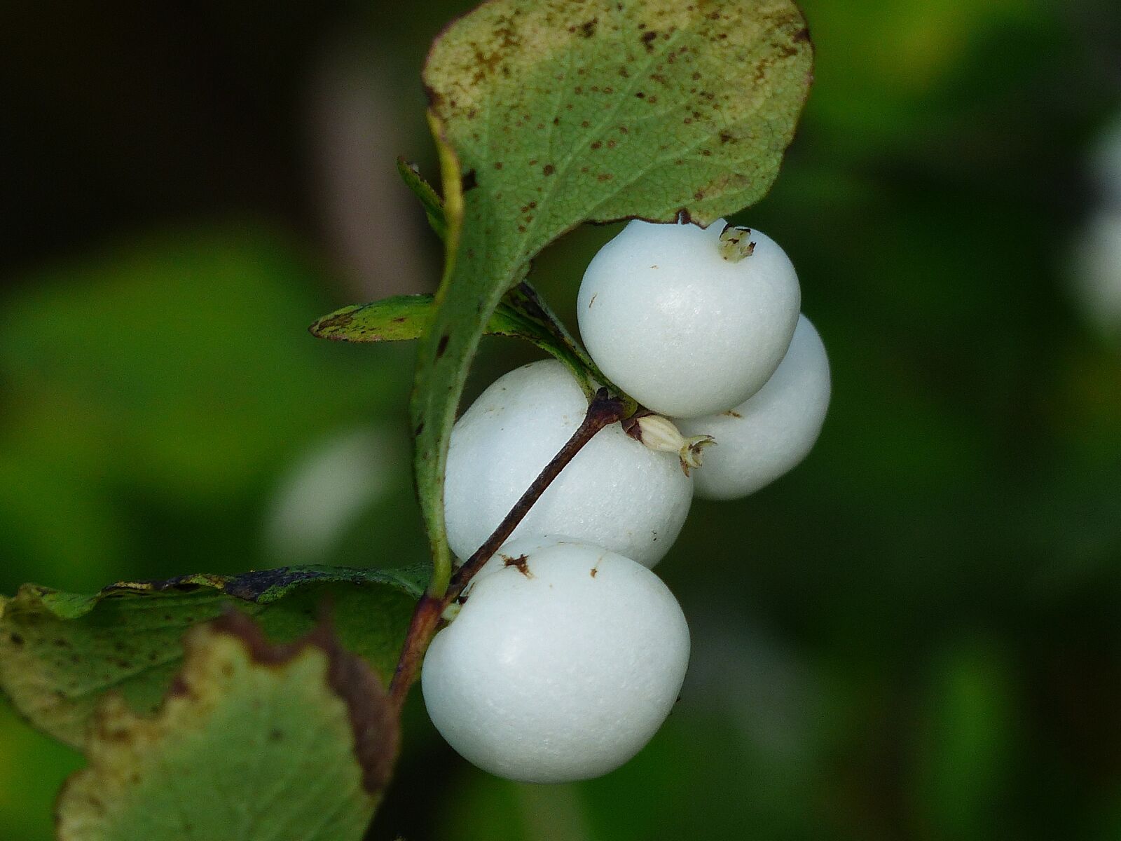 Panasonic Lumix DMC-FZ200 sample photo. Common snowberry, berries, white photography