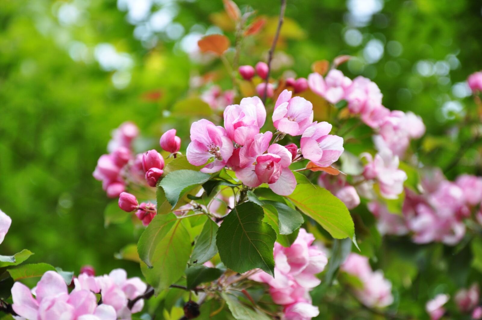 Nikon D90 sample photo. Spring, bloom, flowers photography