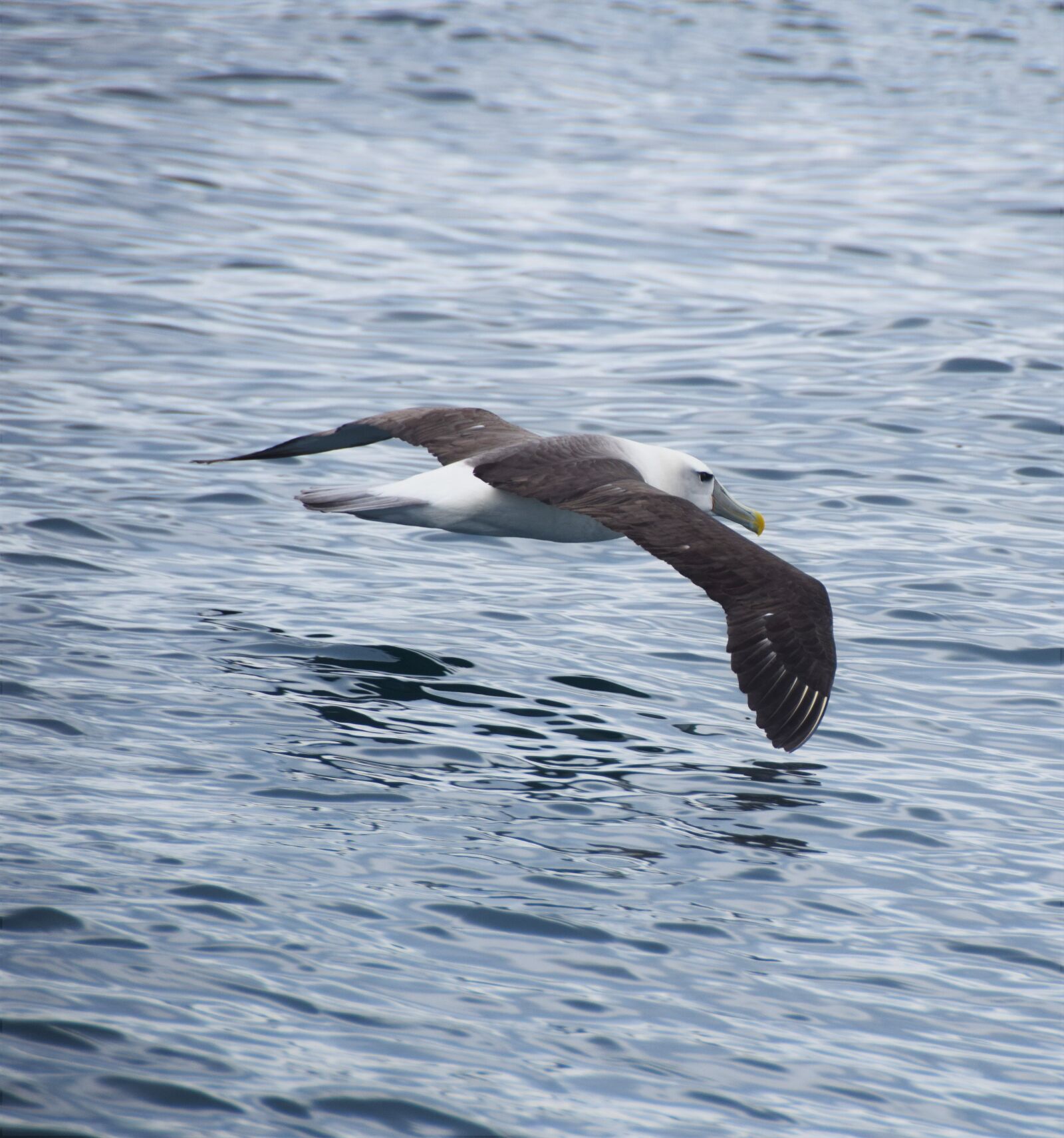 Nikon D5300 sample photo. Albatross, foveaux strait, southern photography