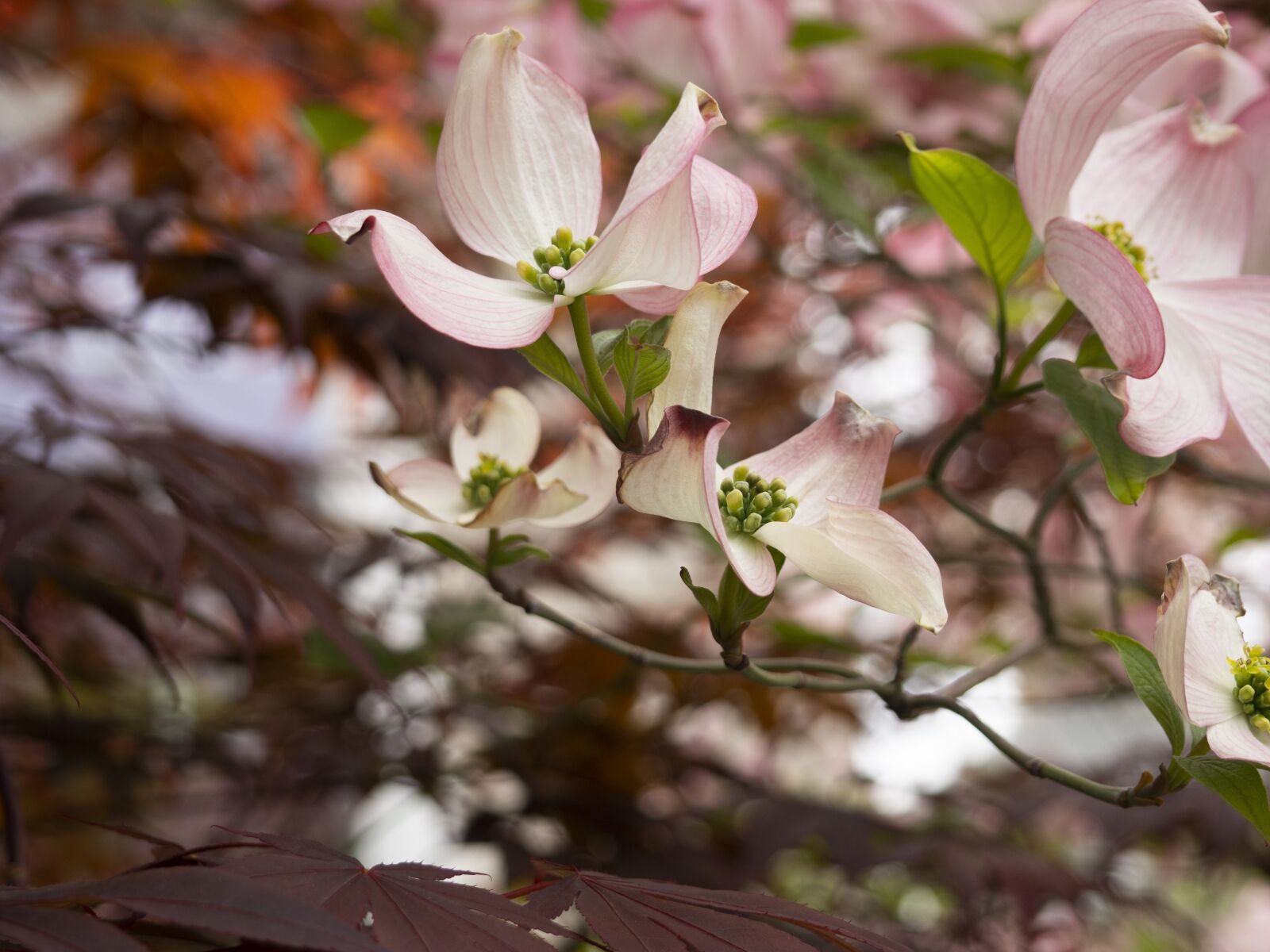 Olympus OM-D E-M10 II + Olympus M.Zuiko Digital 14-42mm F3.5-5.6 II R sample photo. Dogwood, spring, bloom photography