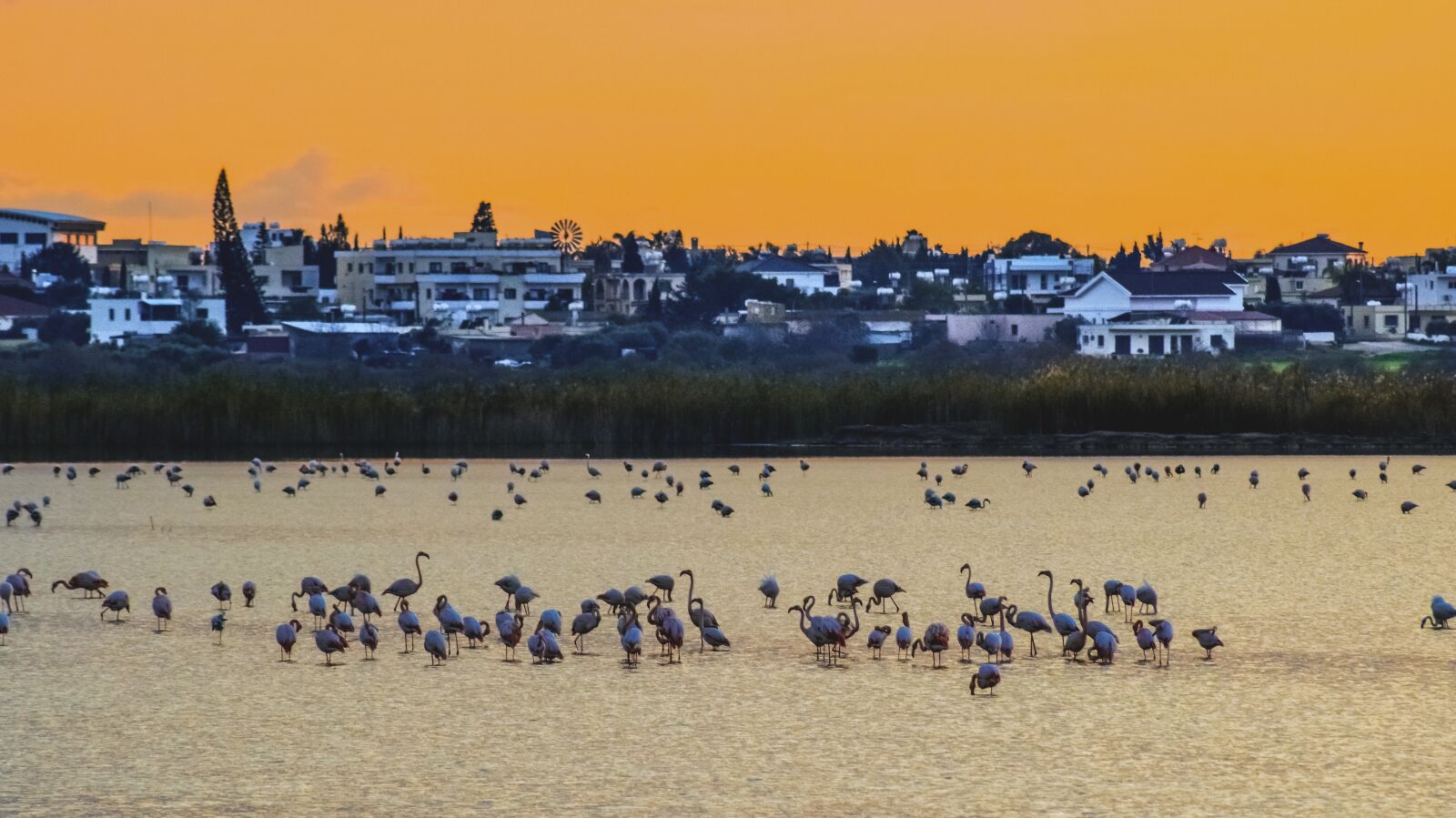 Nikon D3300 sample photo. Lake, sunset, birds photography