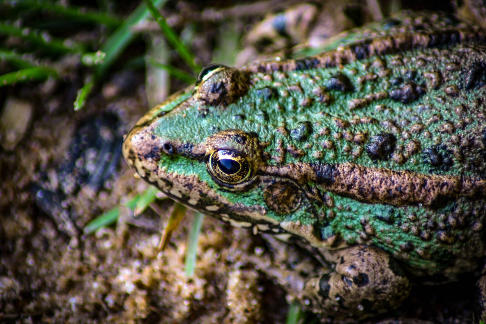 Canon EOS 4000D (EOS Rebel T100 / EOS 3000D) sample photo. Nature, frog, reptile photography