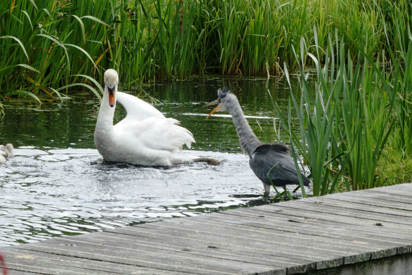 Panasonic Lumix DC-ZS70 (Lumix DC-TZ90) sample photo. Swan, heron, quarrel photography