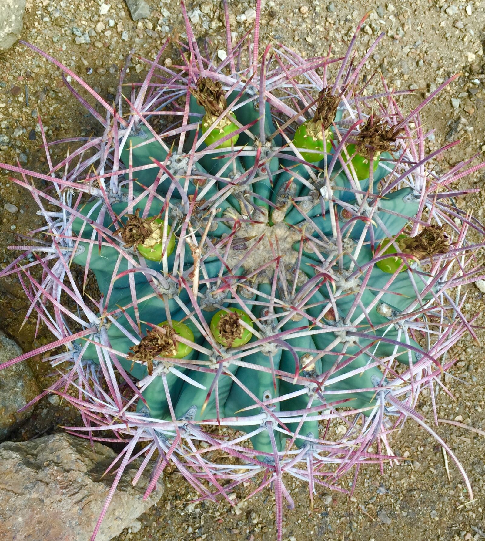 Apple iPhone 6 sample photo. Cactus, desert, plant photography