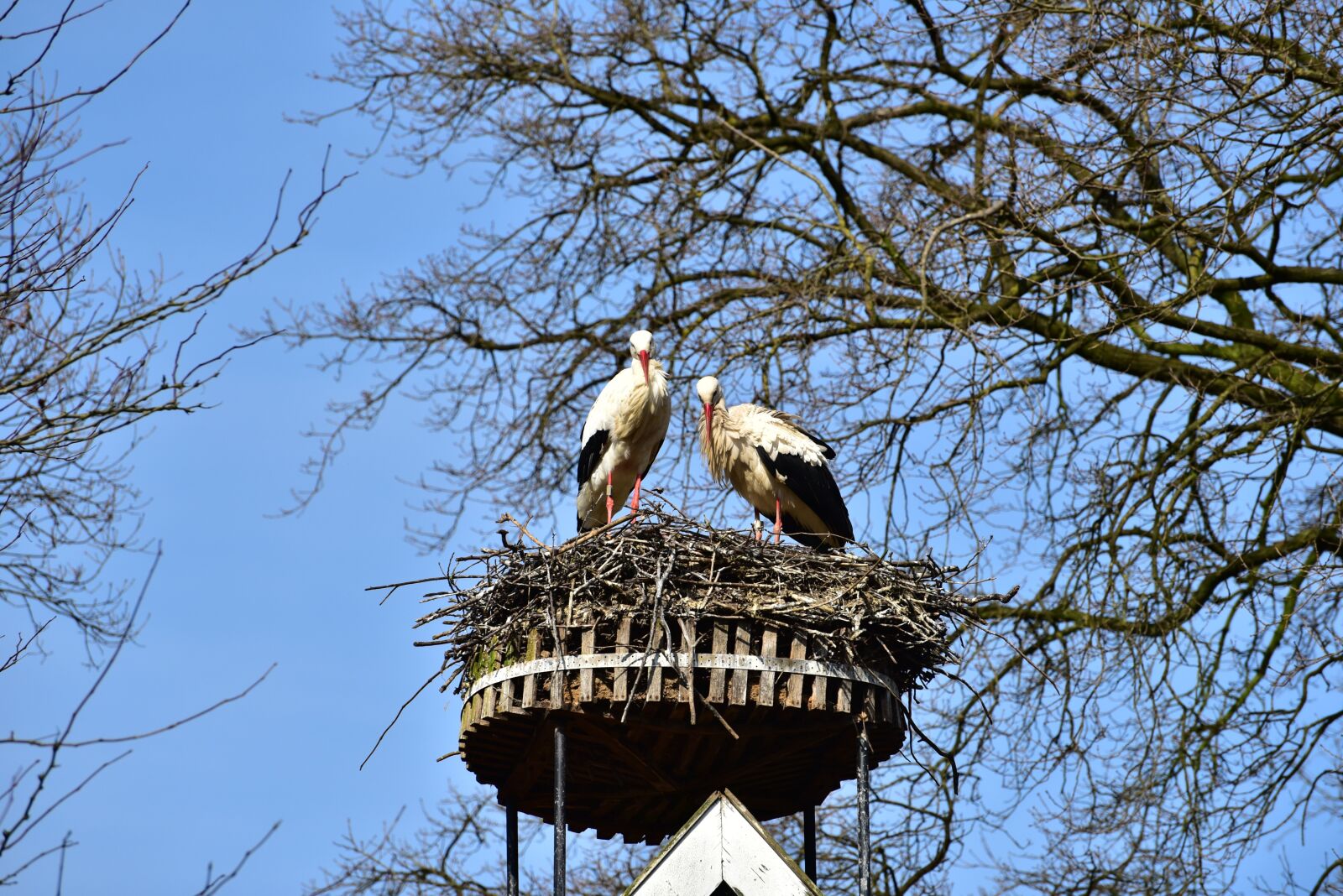 Nikon D750 sample photo. Stork, sky, black white photography