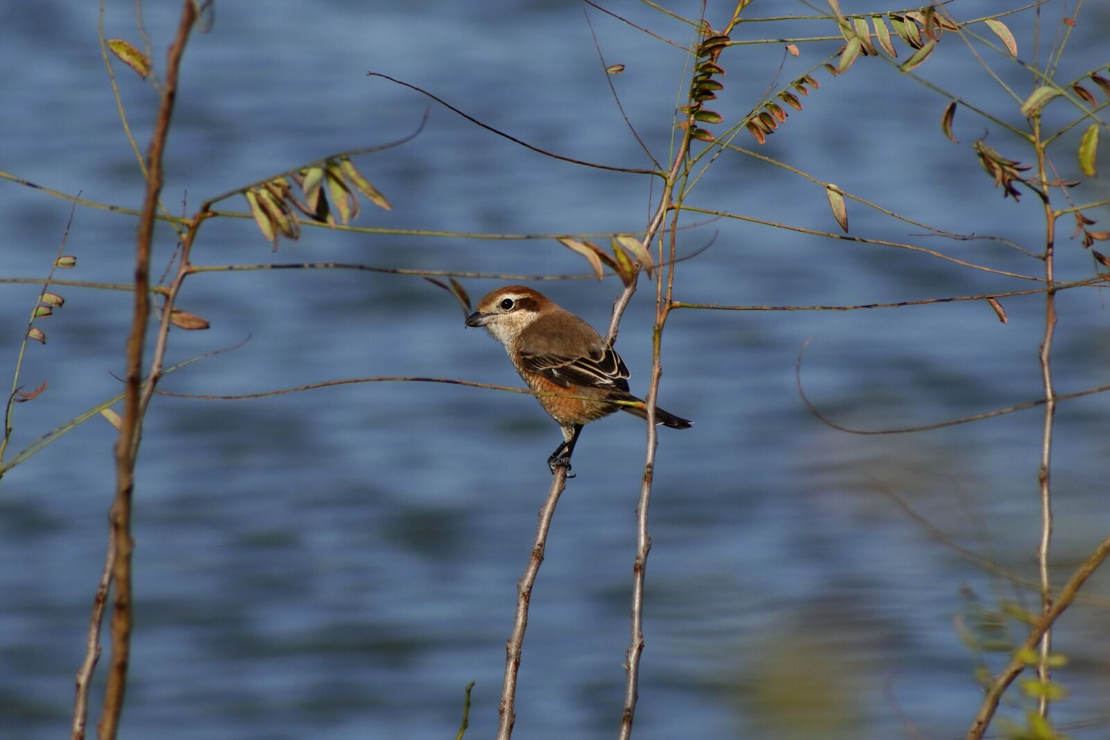 VR 70-300mm f/4.5-6.3G sample photo. Animal, river, waterside photography