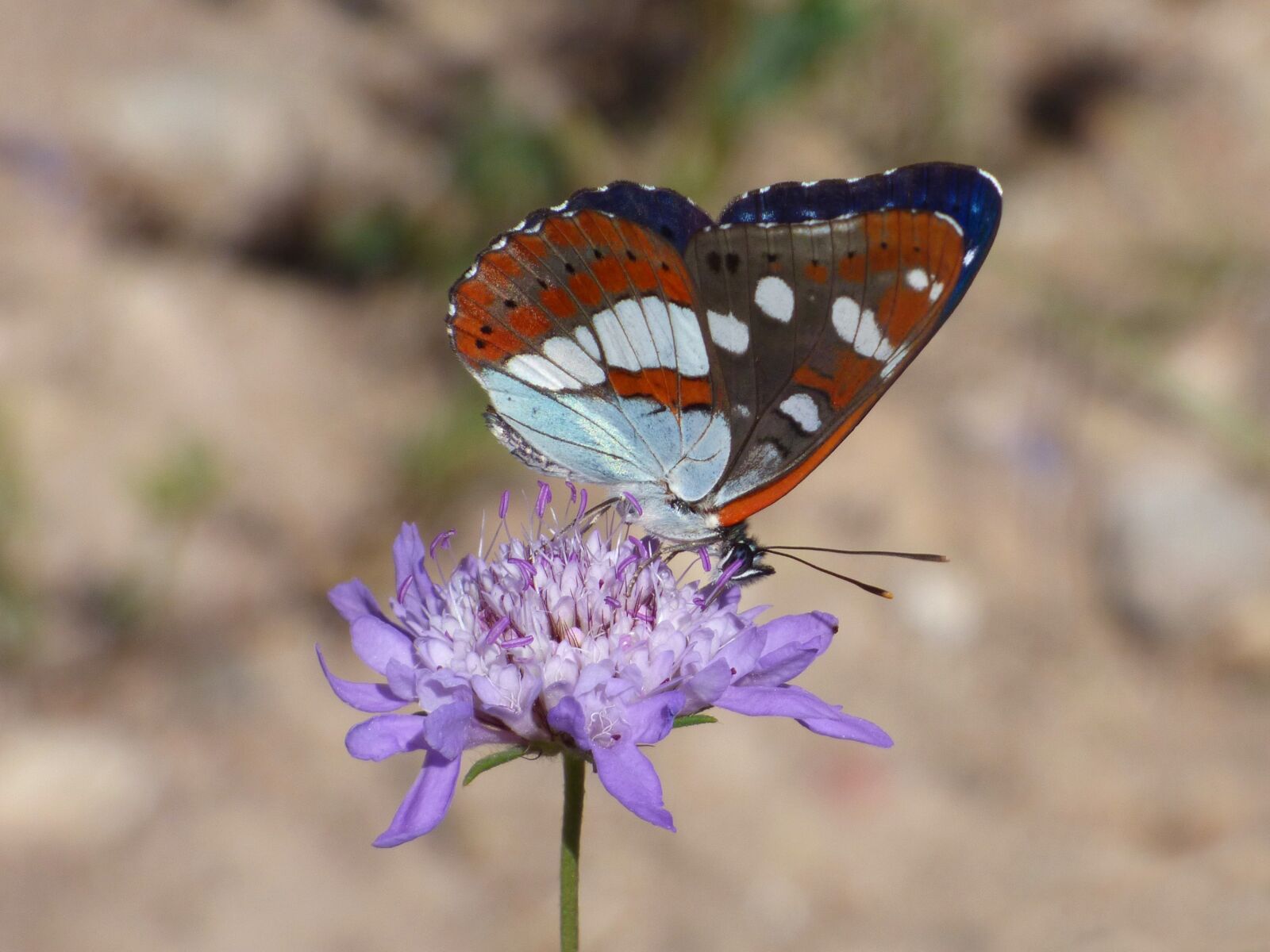 Panasonic Lumix DMC-FZ70 sample photo. Butterfly, nymph streams, limenitis photography