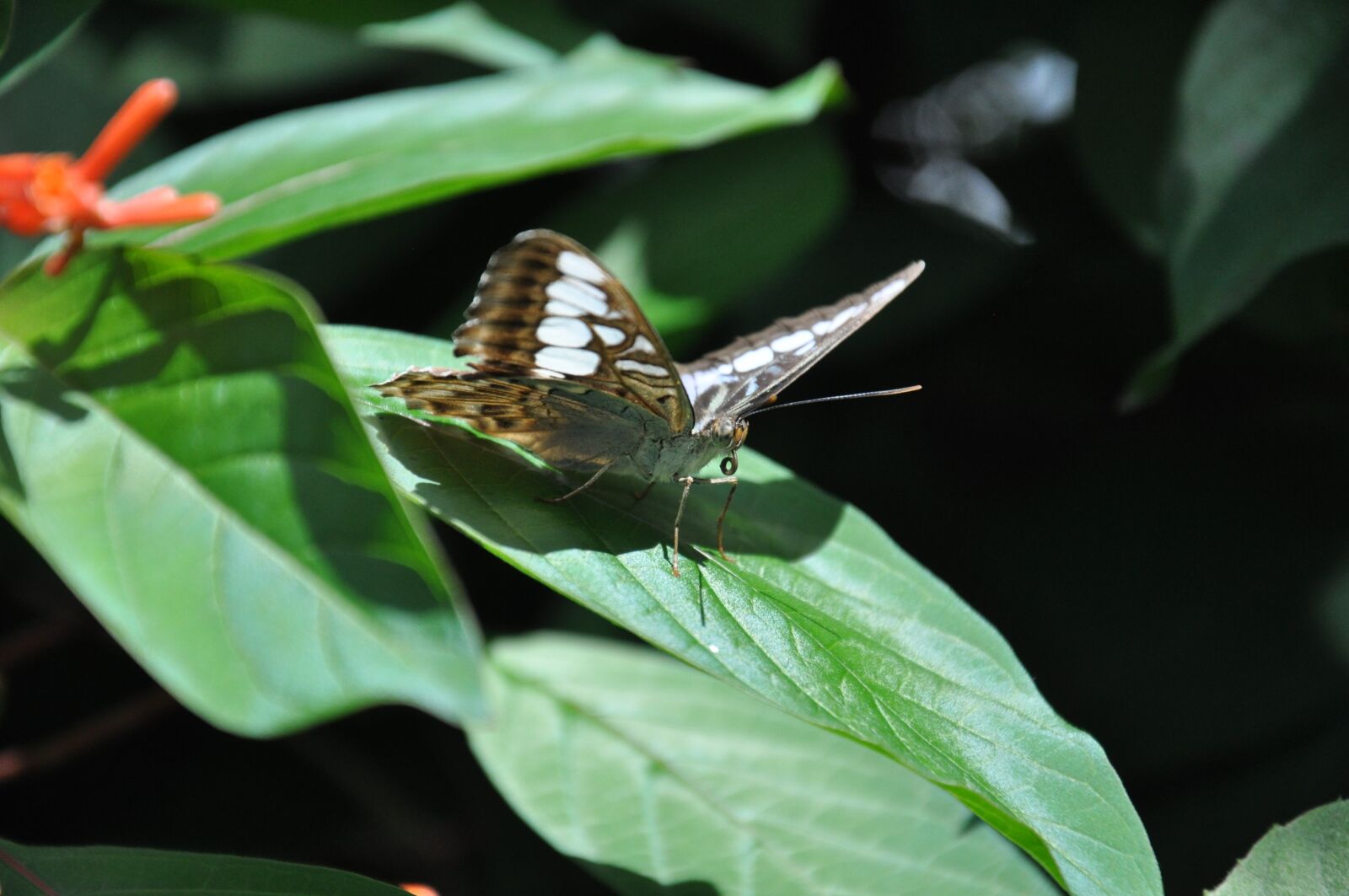 Nikon D5000 sample photo. Butterfly, blossom, bloom photography