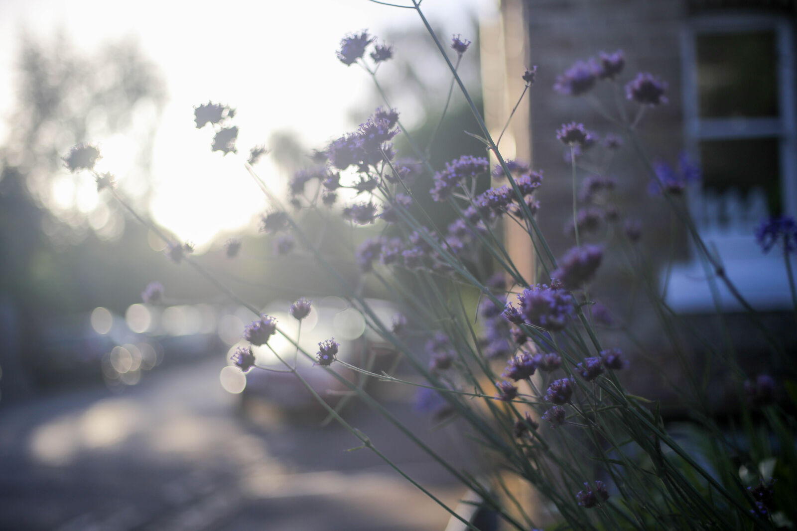 Canon EOS 6D + Canon EF 50mm F1.8 STM sample photo. Purple, flowers photography