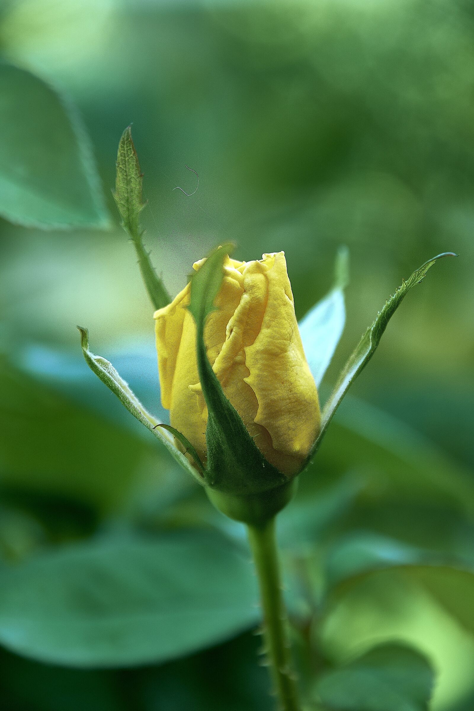 Nikon D7200 sample photo. Leaves, autumn, colorful photography