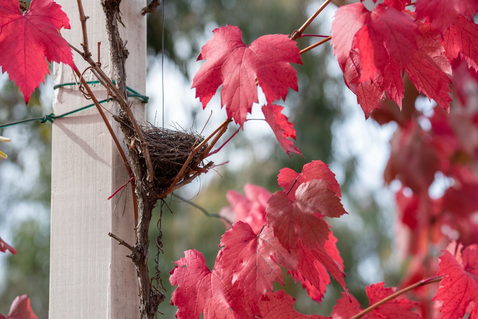 Nikon D750 sample photo. Grape vine, vine, leaf photography