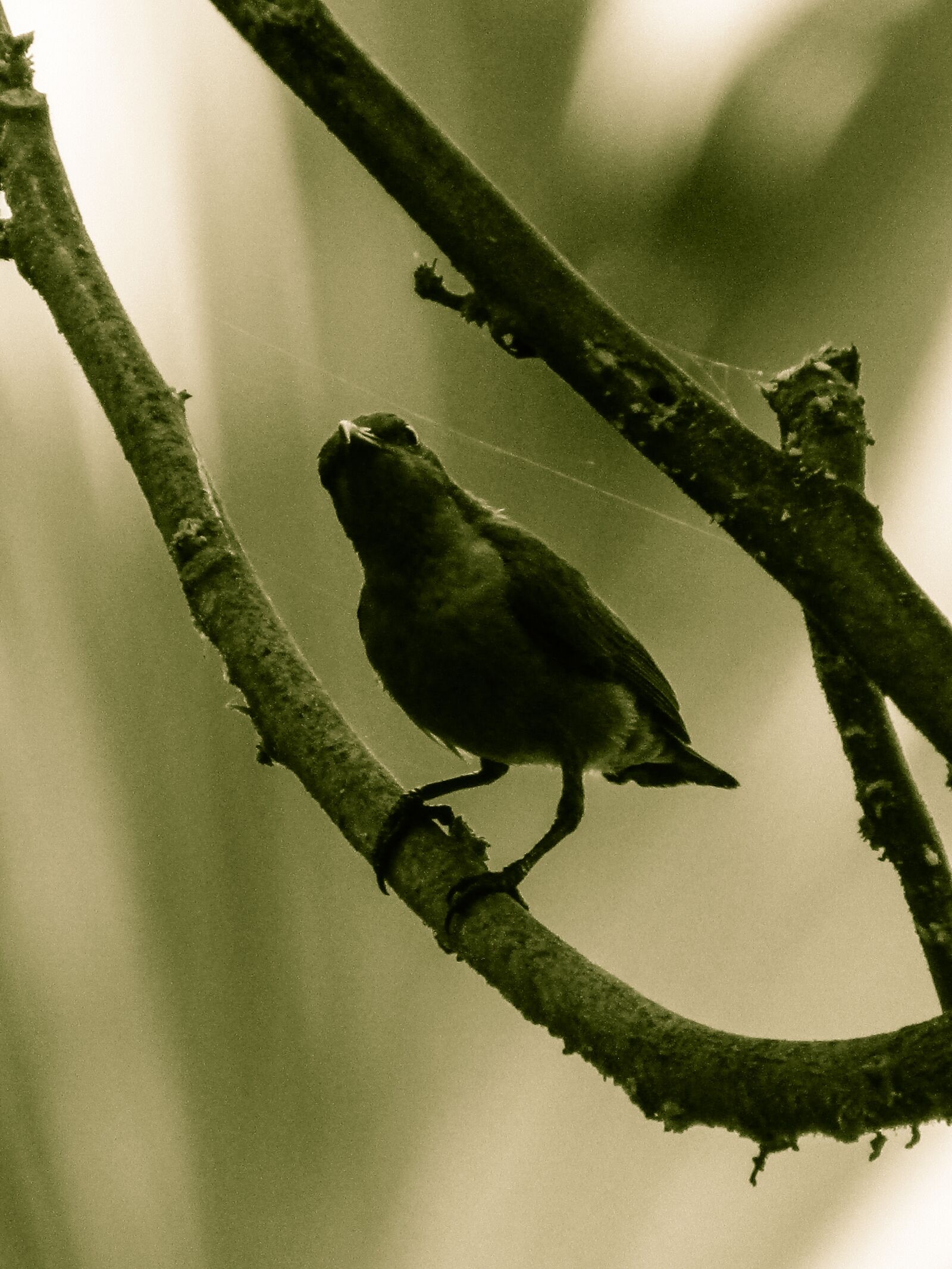 Canon POWERSHOT SX430 IS sample photo. Bird, nature, animal photography