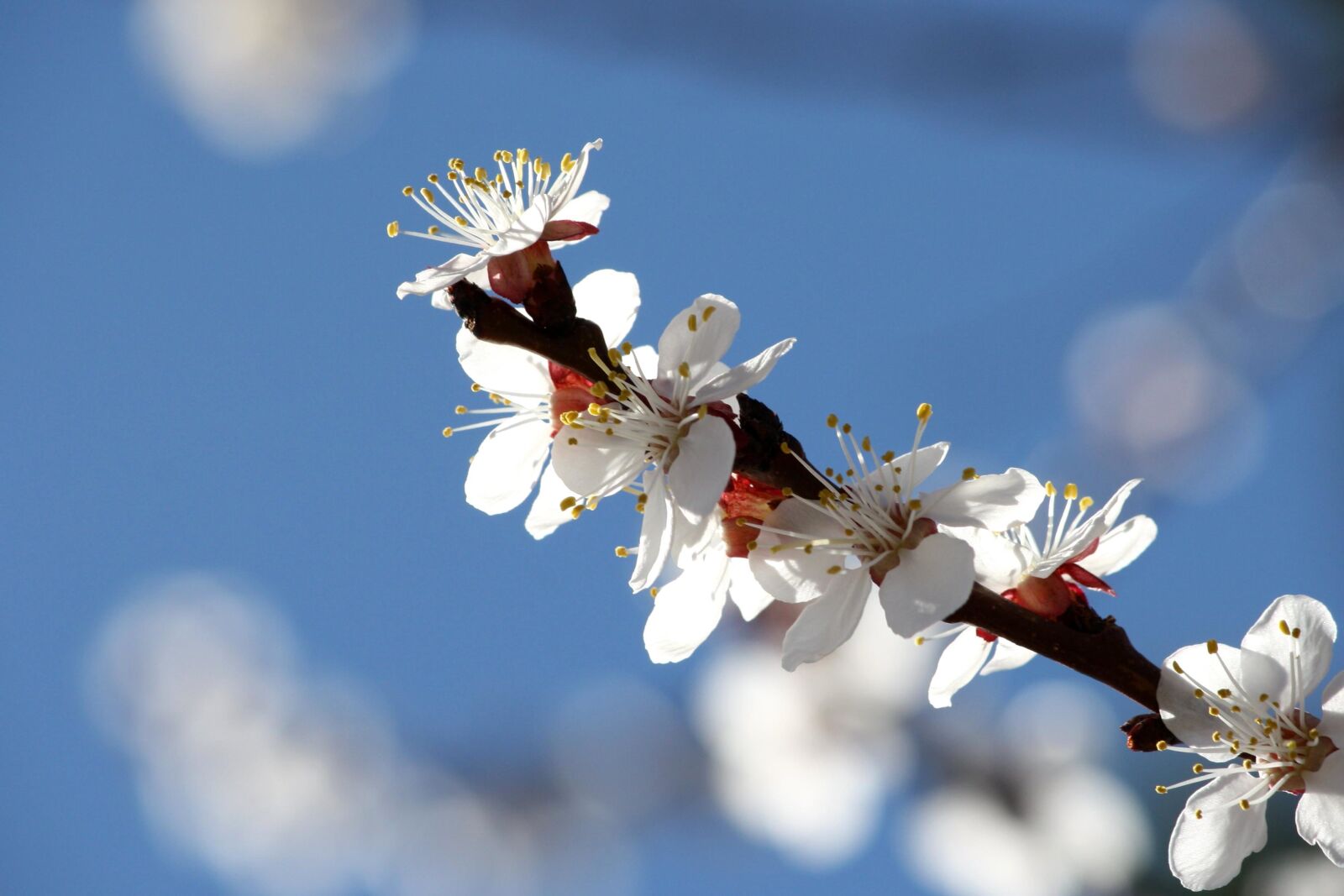 Canon EOS 1000D (EOS Digital Rebel XS / EOS Kiss F) + f/4-5.6 IS II sample photo. Apricot tree, blossoms, white photography