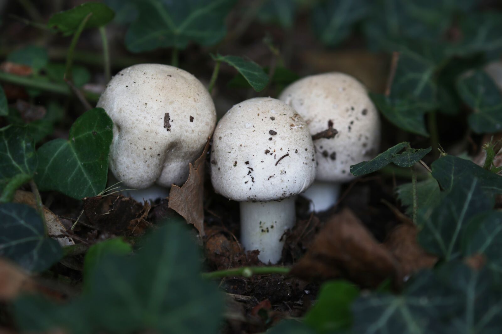 Canon EOS 7D Mark II sample photo. Autumn, humidity, mushrooms photography