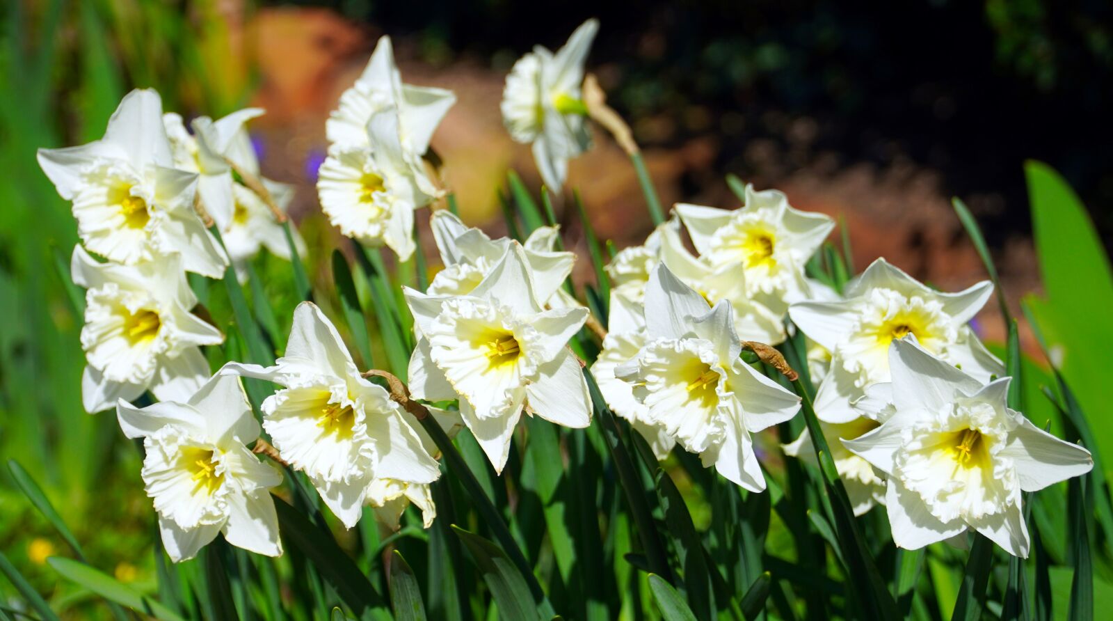 Sony E PZ 18-105mm F4 G OSS sample photo. Daffodils, osterglocken, blossom photography