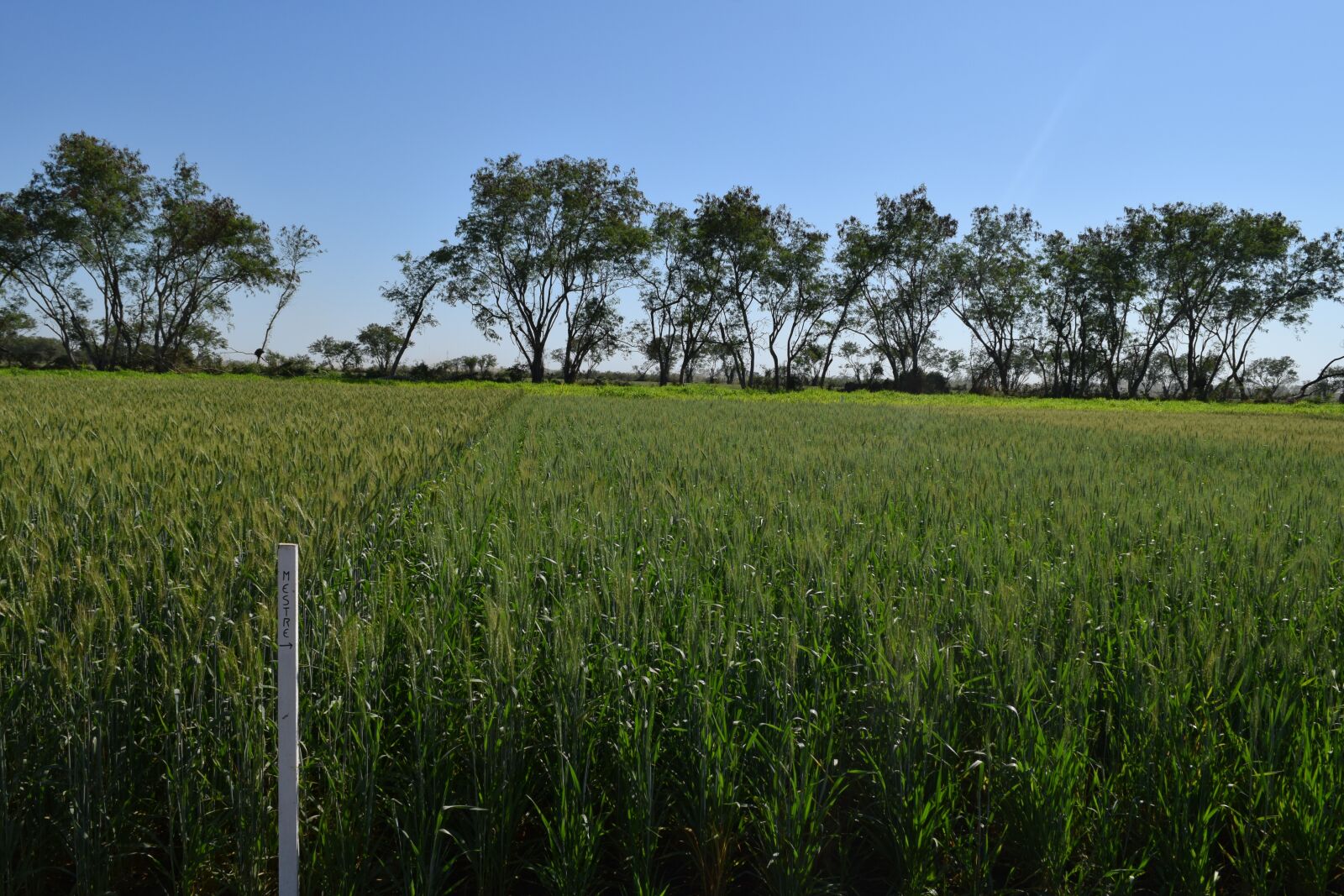 Nikon D3300 sample photo. Field, of, wheat photography