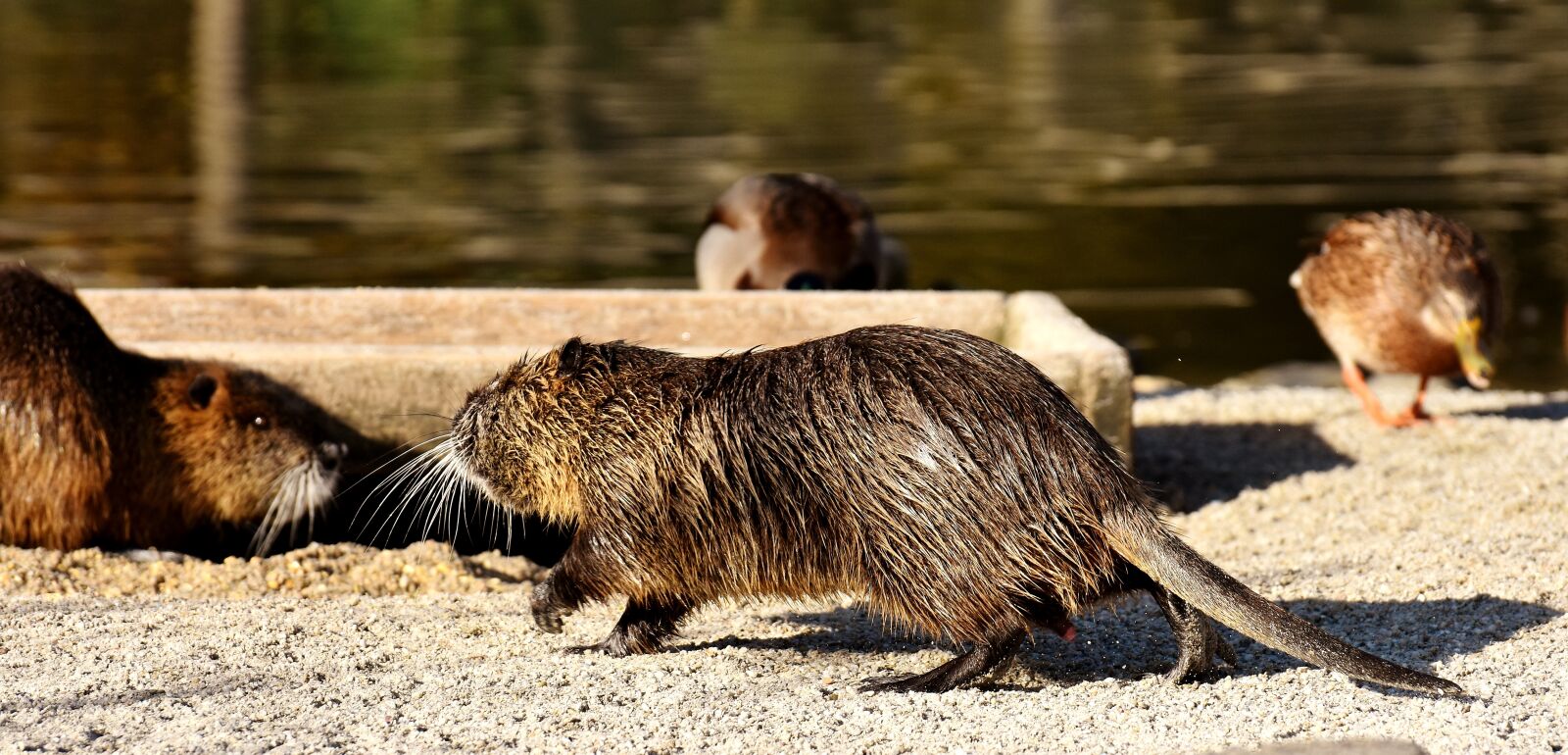 Nikon D7200 sample photo. Nutria, water rat, water photography