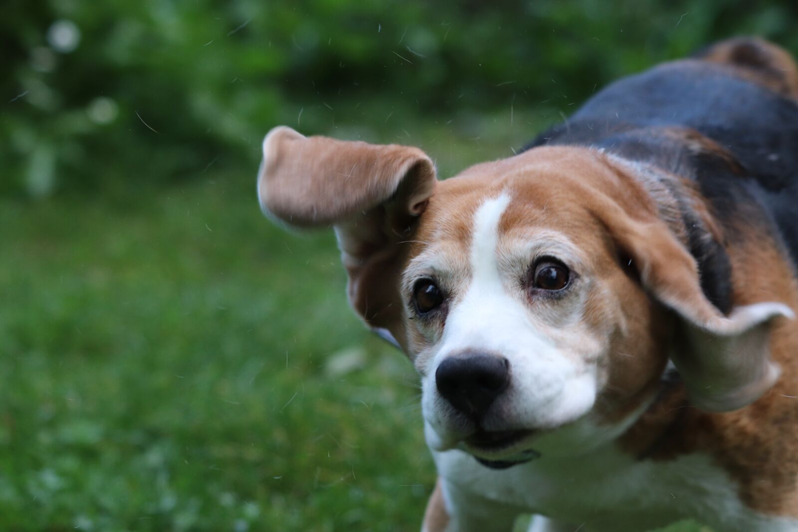 Canon EF 70-300 F4-5.6 IS II USM sample photo. Dog, pets, puppy photography