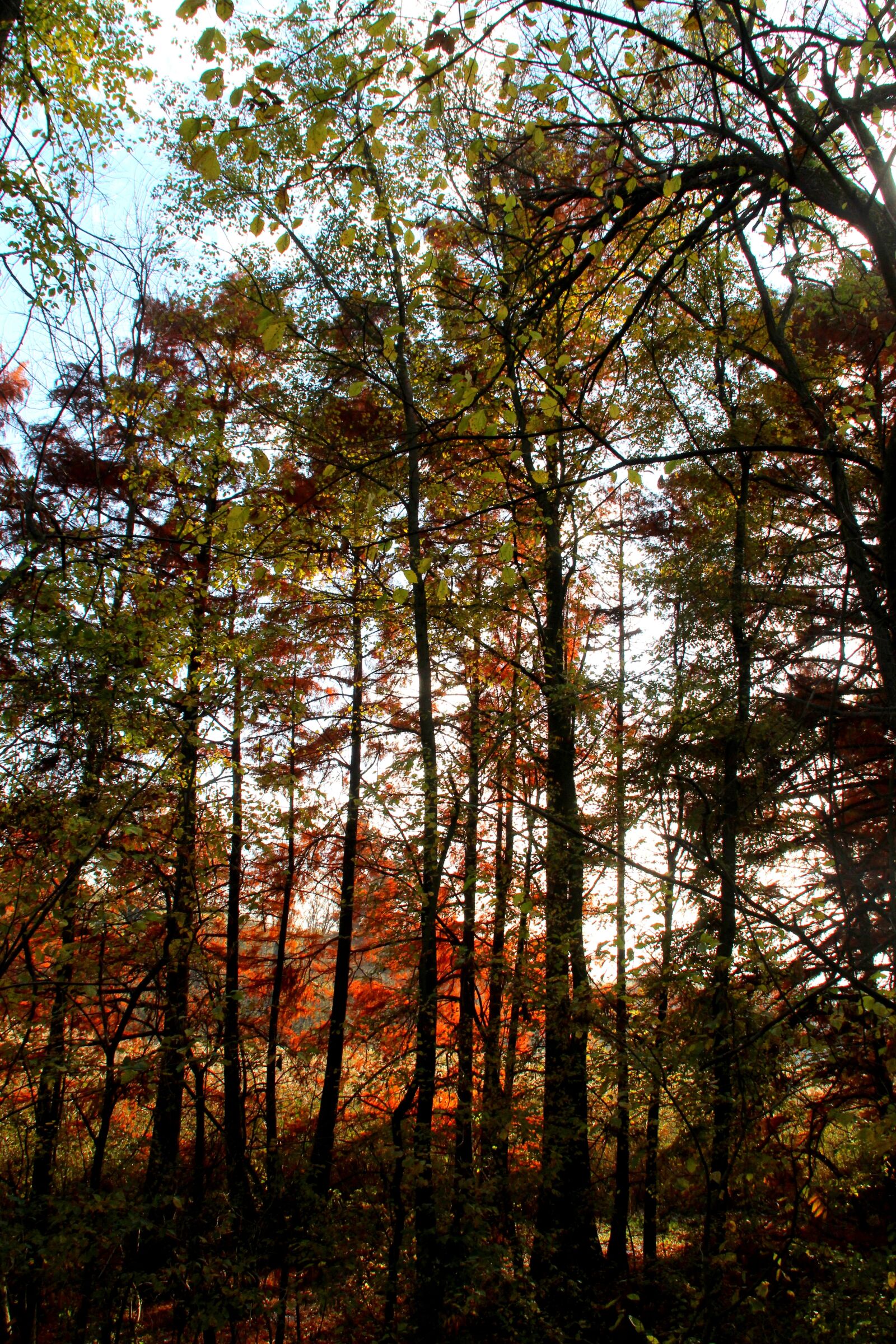 Canon EOS 700D (EOS Rebel T5i / EOS Kiss X7i) sample photo. Forest, trees, autumn photography