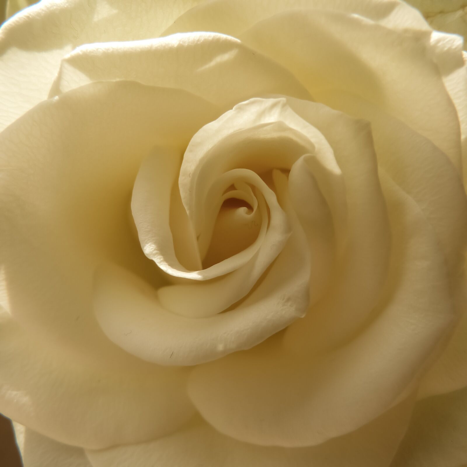 Panasonic Lumix DMC-FZ40 (Lumix DMC-FZ45) sample photo. Rose, white, cream photography