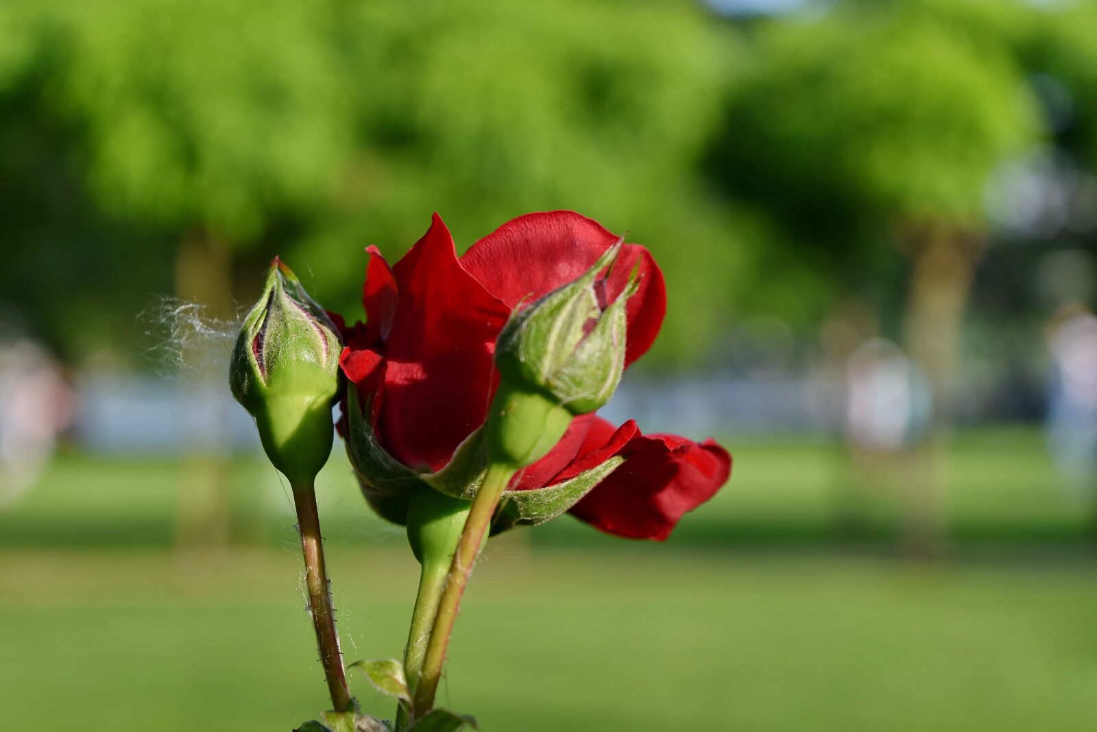 Nikon D5500 sample photo. Bud, flower, nature, petal photography