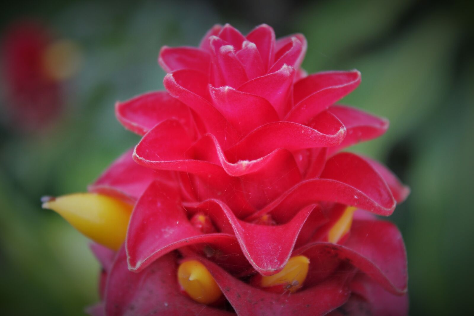 Canon EOS 550D (EOS Rebel T2i / EOS Kiss X4) sample photo. Flower, red, pink photography