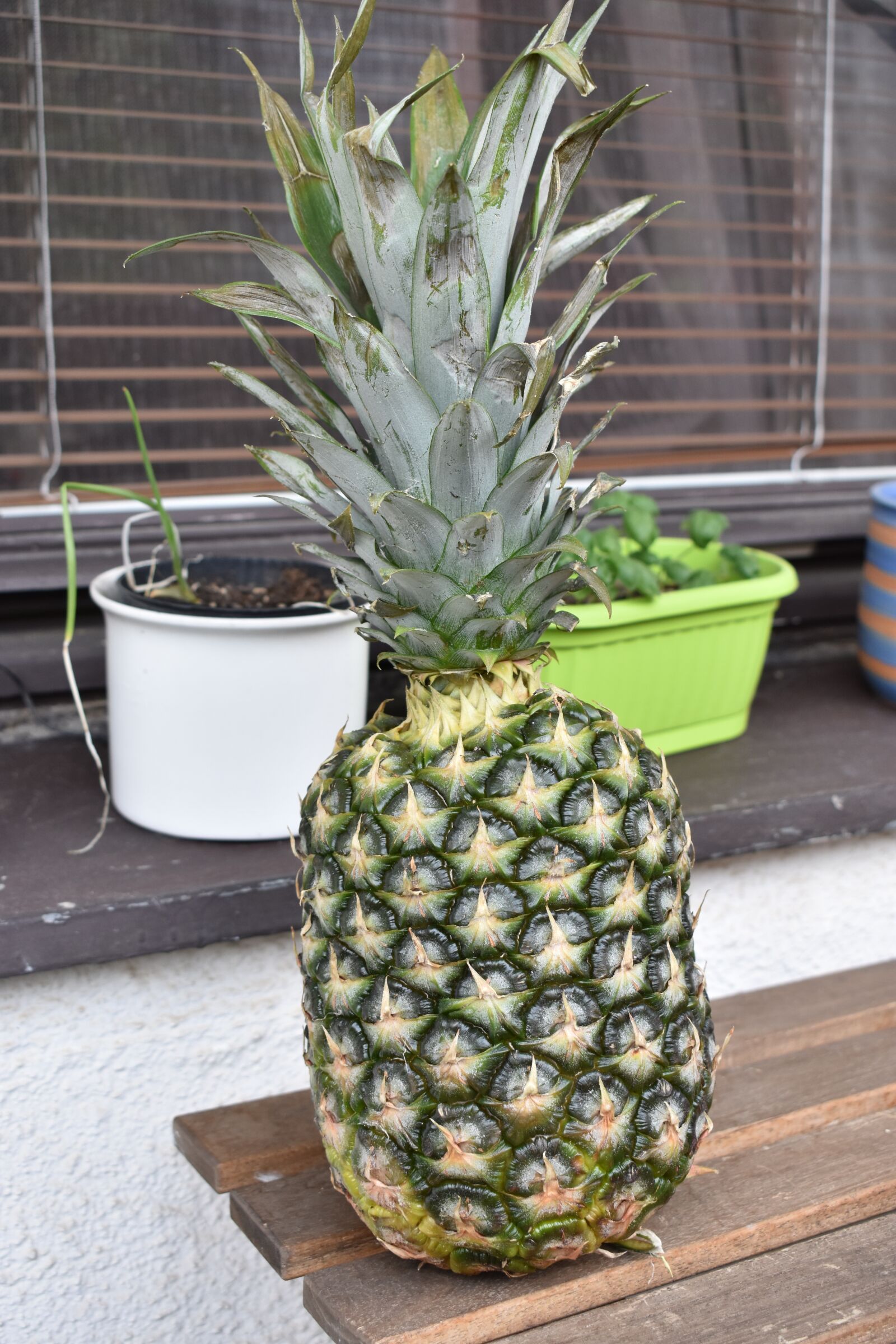 Nikon D3400 sample photo. Pineapple, fruit photography