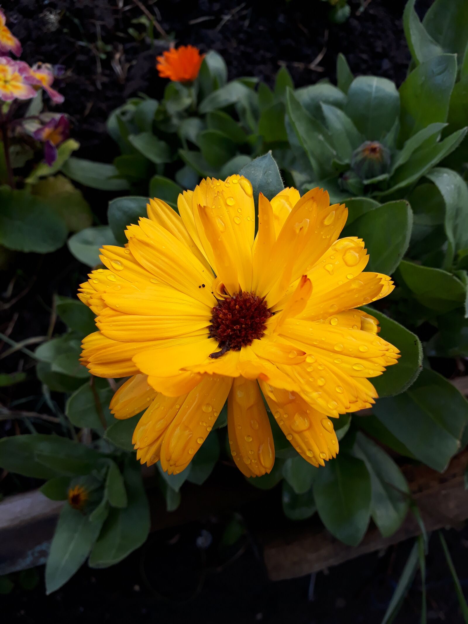Samsung Galaxy J7 Prime sample photo. Nature, flower, water photography