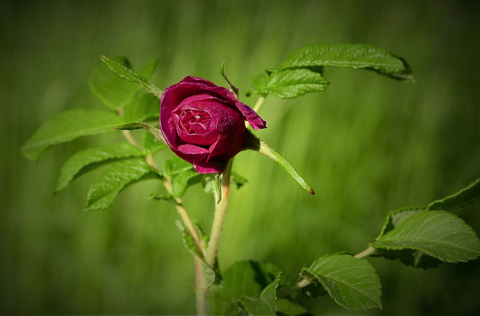 Nikon Coolpix P900 sample photo. Nature, rose flower photography