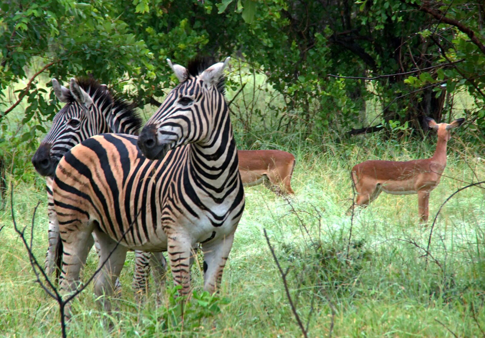 Pentax K200D sample photo. South africa, kruger, park photography
