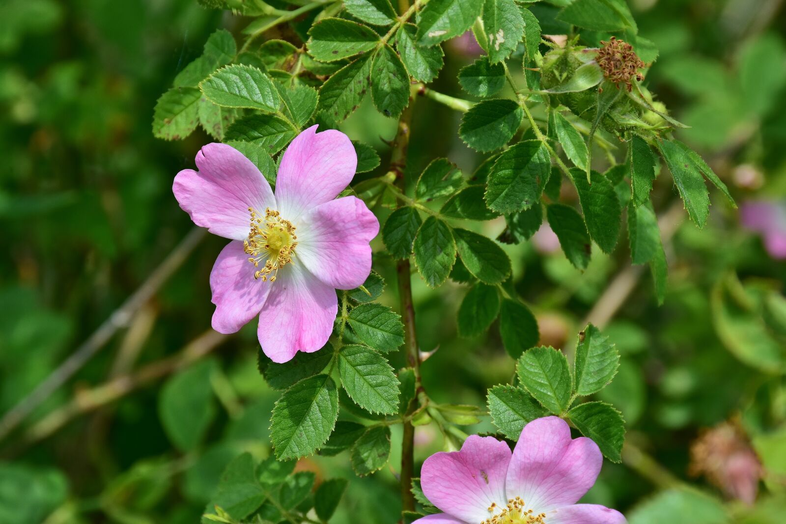 Nikon D7200 sample photo. Rose, wild rose, white photography