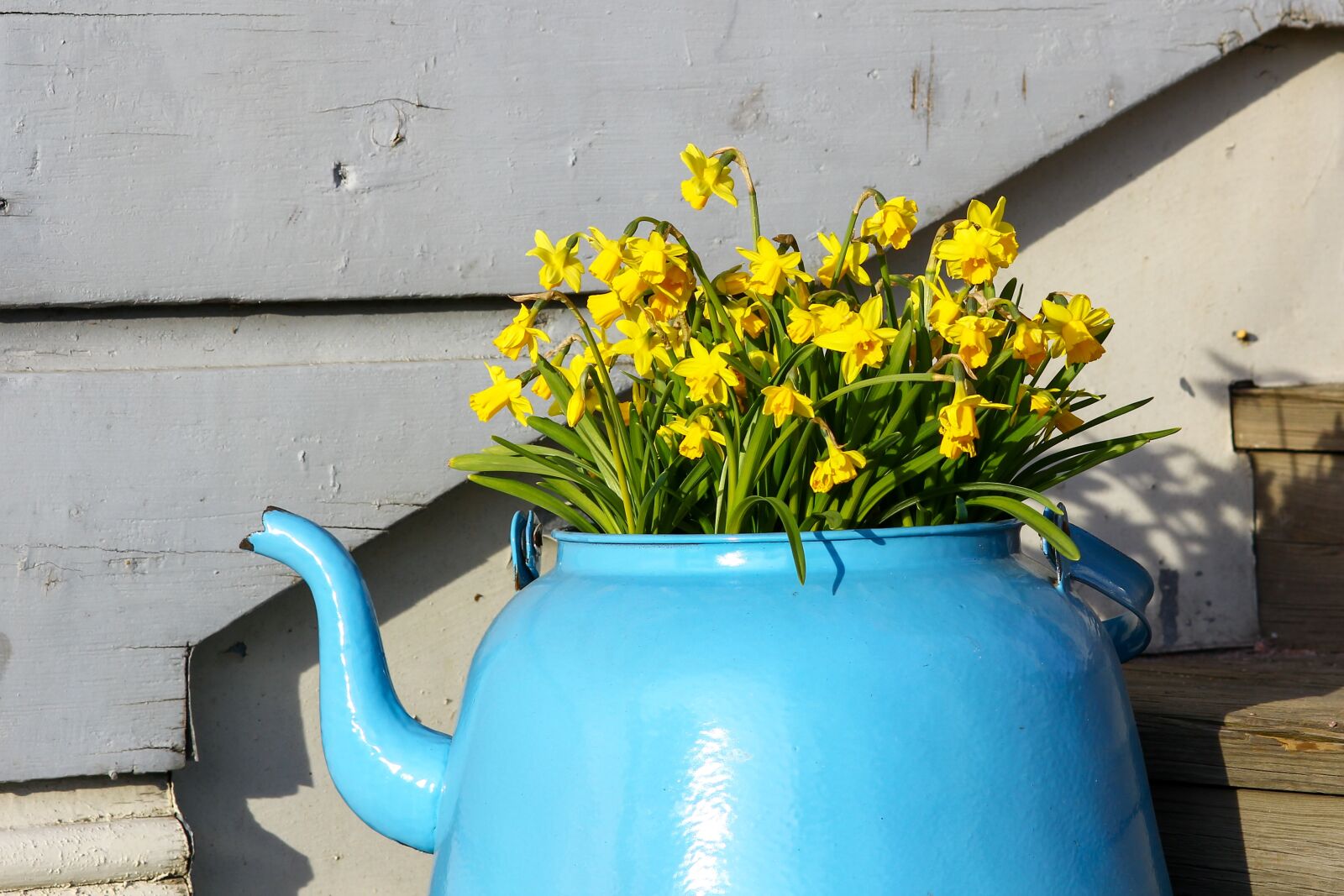 Canon EOS 550D (EOS Rebel T2i / EOS Kiss X4) sample photo. Yellow, narcissus, green photography