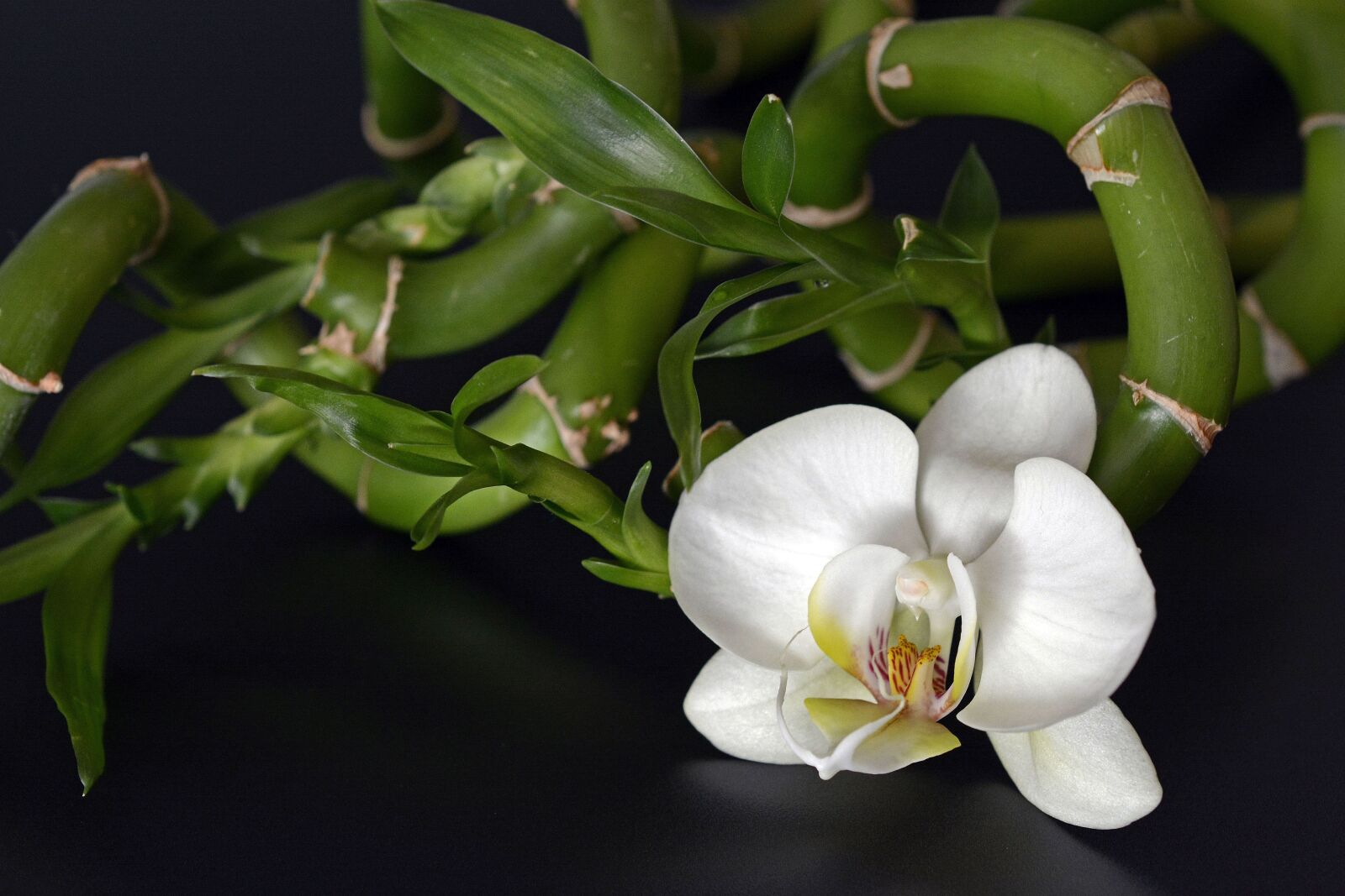 Nikon D7100 sample photo. Orchid, orchid flower, bamboo photography