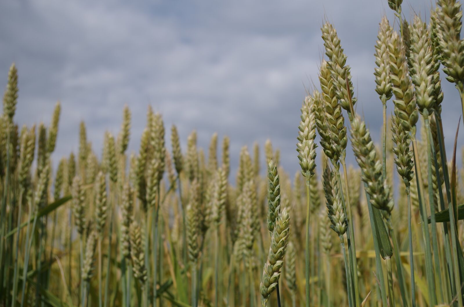 Pentax K-500 sample photo. Barley, the grain, field photography